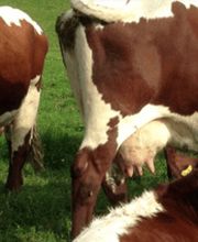 Restaurant Mühli Bild 7