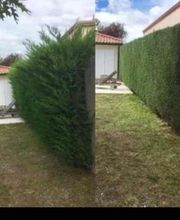 Brac José Elagage Abattage 18 image 18