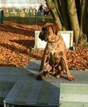 Compiègne Education Canine image 6