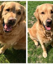 Silvis mobiler Hundefriseur Bild 7
