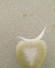 Charlot Chantal image 13