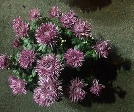 Vive Le Jardin image 17