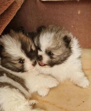 Les Pti Lou de La Colline image 1