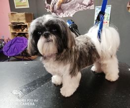 Chanadog image 3
