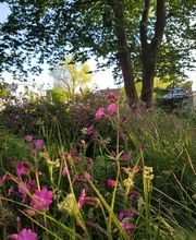 Wildpflanzengärtnerei Flora di Berna Bild 9