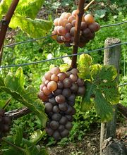 Le Bôle d'Or Bild 4