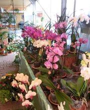 Blumencentrum und Gärtnerei Axel Gerdessen Bild 6