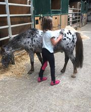 Pferdepensionsstall Bild 9