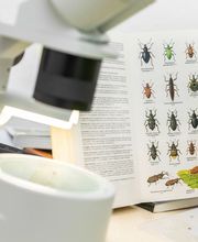 Arentz & Eisenhuth Schädlingsbekämpfung GmbH