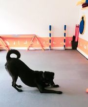 Hundezentrum Lapki Bild 11
