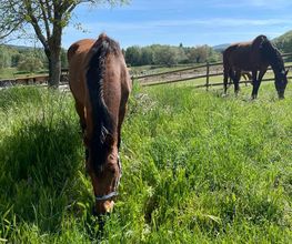 Haras Des K image 4