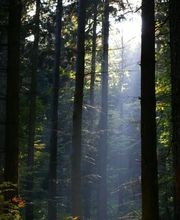 Foissac Pierre image 10