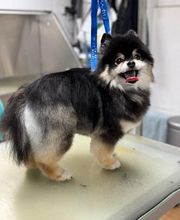 Armelle Toiletteuse Chiens Et Chats image 16