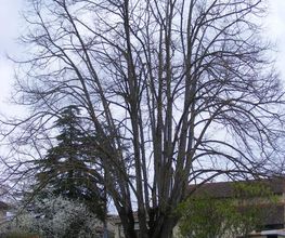 Arboccitan image 14
