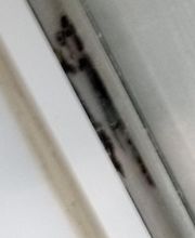 Bodey Olivier image 2