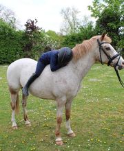 Reitschule Equo Deluxe Bild 4