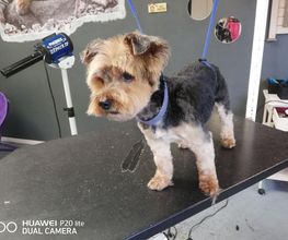 Chanadog image 12