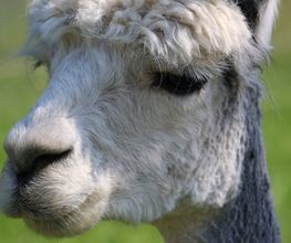 Ther'animal Bild 6