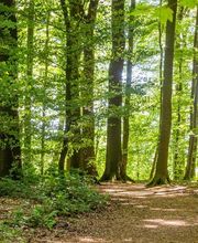 FriedWald Kalletal Bild 12