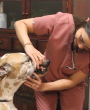 Cottleville Animal Hospital image 7