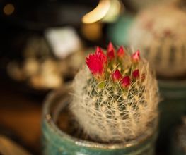 Blumensaison Bild 10