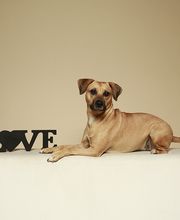 Unsere Büro-Hündin: Kira