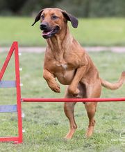 Hundezentrum Saarburg Bild 11