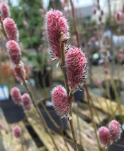 Jardinerie Champs Fleurs image 1