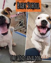 Indiana Dog image 14