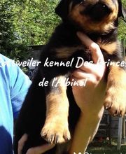 Elevage Des Princes De L'albinol image 10