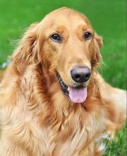 RIP Jasper. Jasper was our Golden Retriever and official office mascot. He has passed away and given his duty to Jace.