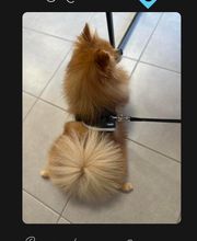 Salon de Toilettage Jenny Dog et Company image 16