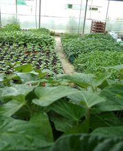 La Planterie image 5