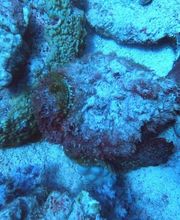 Dive X Egypt Bild 11