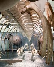 Naturhistorisches Museum Bern Bild 20