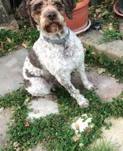 Mugello Tartufi immagine 11