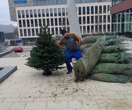 Rheins Tannen Bild 3