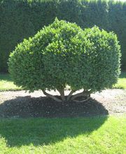 Fenk Anton Garten- und Landschaftsbau Bild 1
