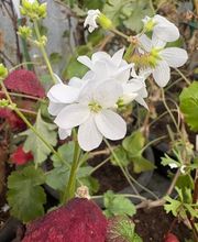 Ralf Paul Pelargonien (Para's) Bild 14