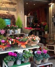 Mireille Fleurs image 5