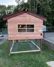 Poule à Dom ECO VERTU SOLUTIONS image 5