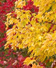 Satsop Landscaping & Nursery image 15