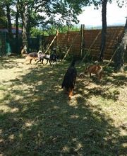 C.A PRO CANIN image 11