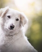 A-Z-Hundetraining Bild 7