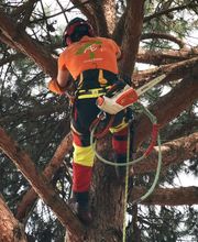 Access Élagage SARL image 7