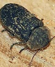 M R CAPITAINE image 6