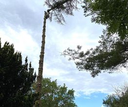 Jardins Arborés image 13