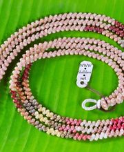 Shell Dave's Kauai Kahelelani Shells image 1