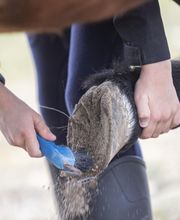 Poney Club Des Cinq Arpents image 6