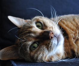 die tierärztin Bild 3